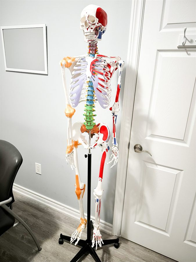 Skeleton teaching model